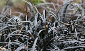 Black Mondo Grass A Dark Lovely Ground Cover Epic Gardening