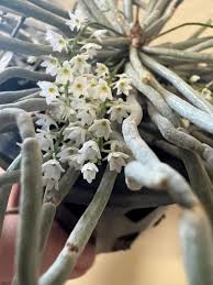 Image result for Microcoelia globulosa