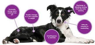 Since we can't ask our dogs how they are feeling each day, it's important to understand the signs of a sick dog. Top 10 Signs Of Cancer In Pets Pet Cancer Awareness Month Purebred Breeders