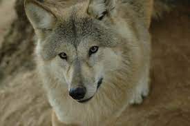 Himalayan Wolf Wolf Poses Wolf World Wild Dogs