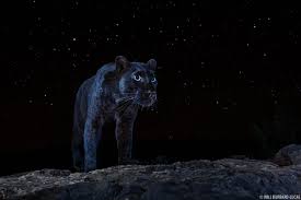 Or the suit is blessed with the powers of the panther god and it was a requirement that the suit had toe beans. Incredible Black Panther Photos Show The Big Cat Under The Stars