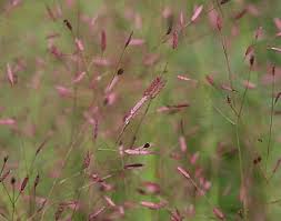 Image result for Eragrostis schweinfurthii