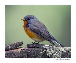 Kashmir Flycatcher In Ooty Tamil Nadu India Ficedula Subrubra Flycatcher Wildlife Kashmir
