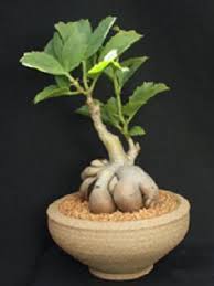 Image result for Cyphostemma congestum