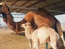Latest outbreak recorded in yemen on may 25 and spread to south korea. Saudi Arabia Video Clip Of Cafe Offering Camel Urine Goes Viral Sparks Controversy Saudi Gulf News