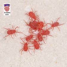 Their common name is descriptive of this ants habit of raising the abdomen over the thorax and head especially when disturbed. Pin On Insects