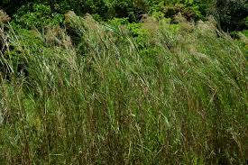 Image result for Phragmites karka