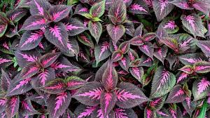 Image result for Coleus caudatus