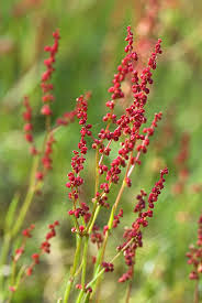 Image result for Rumex