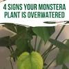 They survive in diseased plant debris, and plants become particularly susceptible during warm weather and prolonged wet periods (overly wet soil or air) frequently encourage bacterial infections. 1