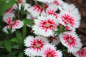 One way to get more flower is to grow sterile plants that can't set seed (owing to pollen incompatibilities between parents). How To Start A Cut Flower Garden For Beginners