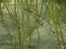 Image result for Cymodoceaceae