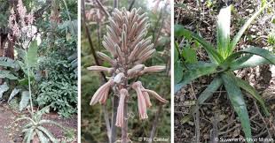 Image result for Eriosema cordatum