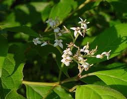 Image result for Vigna racemosa