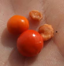 Image result for Rauvolfia nana