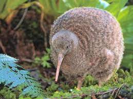 Nya zeeland djur och natur från viator. Nya Zeelands Nationella Djur Animal World Nya Zeeland Flora