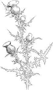 Various Type Of Flower Coloring Pages Free Coloring Sheets Flower Coloring Pages Flower Drawing Thistles Art