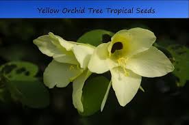 Image result for Bauhinia tomentosa