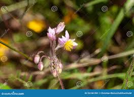 Image result for Sparrmannia ricinocarpa