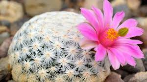 Growing to 8 feet in length when mature, it adds a sculptural beauty to any. Cacti Facing Extinction Study Warns Bbc News