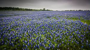 Check spelling or type a new query. Best Time To See Bluebonnets In Texas 2021 When To See Rove Me