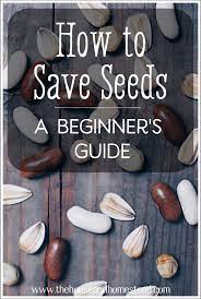 How To Save Seeds Seed Saving For Beginners The House Homestead Saving Seeds From Vegetables Seed Saving Lettuce Seeds