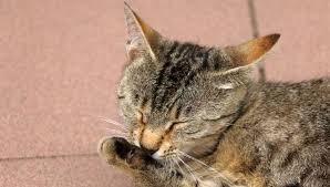 However, our indoor and indoor/outdoor p. Do Domestic Shorthair Cats Shed A Lot My British Shorthair