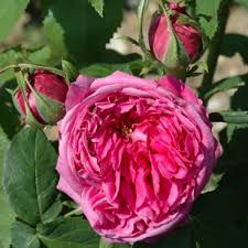 Yolande and her sons also claimed the kingdom of aragon. Yolande D Aragon Rose 1 2 M X 0 9 M 1843 Rosa Yolande D Aragon Online Bestellen