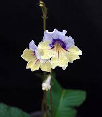 Image result for Streptocarpus eylesii