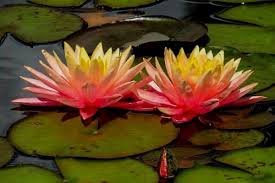 Add some garden soil at the bottom of your container. How To Create A Lily Pond Water Garden Advice