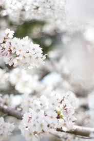 Malus floribunda, 'tea crab', 'sargent crabapple', 'zumi calicarpa', 'indian summer', 'liset'. Sakura Beautiful Flowers White Flowers Flowers Nature