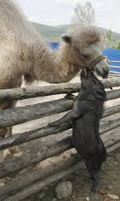 Funny vines brings you the best funny videos from around the internet! Camelus