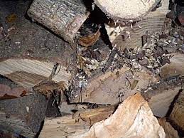 Welche arbeiten jetzt anstehen und was man auf keinen fall vergessen sollte. Ratten Bekamen Bei Befall Im Brennholz Lager