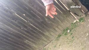 Maybe you would like to learn more about one of these? AsistaÅ£ii Care PreferÄ SÄ Taie FrunzÄ La Caini Nu Venim La MuncÄ Pentru 30 De Lei Youtube