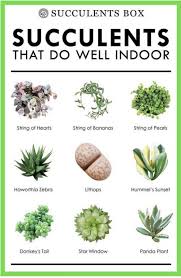 Low Light Plants You Can Grow Anywhere The Whoot Plants Low Light Plants Succulents Indoor