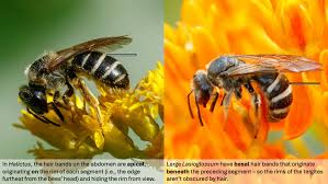 Image result for Isoglossa laxiflora