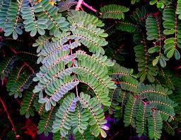 Image result for Caesalpinia decapetala