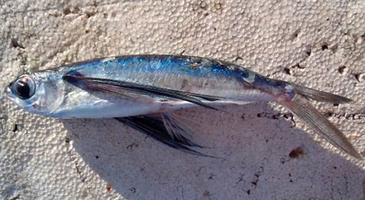 African sailfin flyingfish (Parexocoetus mento) - adriaticnature