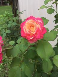 It is free and quick. Feed Program For Roses