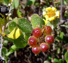 Image result for Chrysanthemoides monilifera
