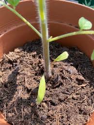 Check spelling or type a new query. 7 Reasons Your Tomato Leaves Are Turning Yellow How To Fix It Tomato Bible