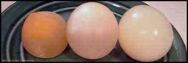 In nonwalled cells, such as animal cells, the movement of water into and out of a cell is affected by in walled cells, including fungal and plant cells, the presence of a cell wall prevents the cells from the rate of osmosis in model cells • designing experiments to measure water potential in plant cells. Osmosis Experiment Dissolve An Egg Shell The Lab
