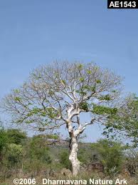 Image result for Gyrocarpus