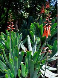 However, there are some aloes that are remarkably hardy and can handle temperatures as cold easy to grow, aloes generally require soils with good drainage and do best in warm climates. Fan Aloe Plicatilis Info Tips For Growing Fan Aloe