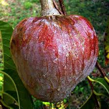 Image result for Annona reticulata