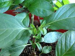 隨意聊 種植和繁殖九層塔 退休人生 udn部落格 plants plant leaves leaves