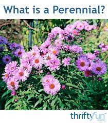 What Is A Perennial Plants Flowers Perennials Perennial Plants