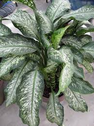 My dieffenbachia is curling and starting to tip over, should i repot it or start to clip it? Gone Gardenin Add Some Dieffenbachia Dazzle To Your Home Brandon Sun