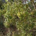 Image result for Faurea saligna