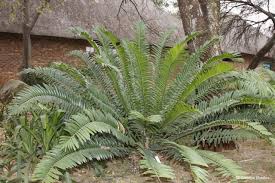 Image result for Encephalartos aplanatus